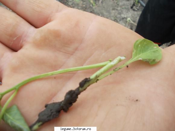 ratusca primele zile plantare mi-a aparut ratusca care practic mananca planta nivelul observa