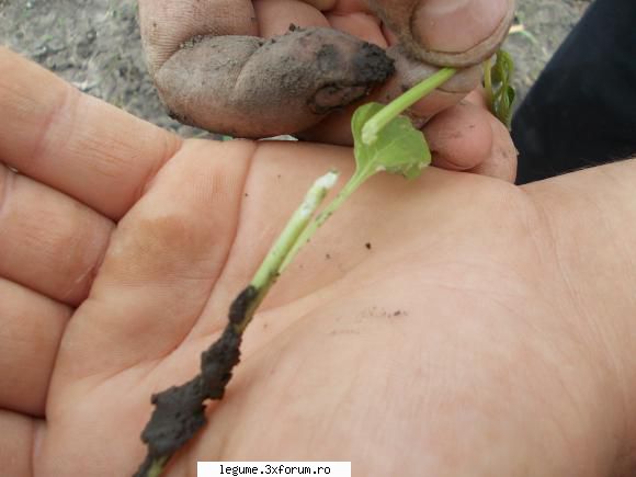 ratusca vede cum este muscata planta efectiv!
